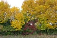 Herbst102013 (28)