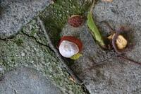 Herbst102013 (34)