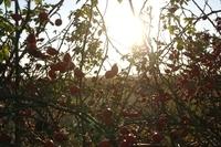 Herbst102013 (4)