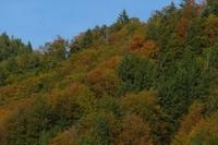 Herbst102013 (52)