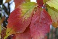 Herbst102013 (6)