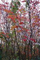HerbstBaeume (1)