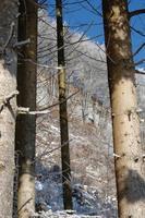 RaureifTirol122013 (6)