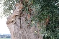 Süditalien Olivenbäume