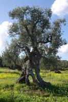 OlivenbaeumeOstuni122013 (4)