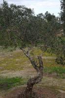 Süditalien Olivenbäume 50 -