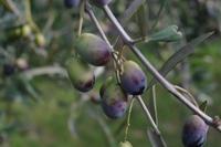 OlivenVieste122013 (3)