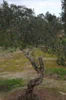 OlivenbeumebeiOtranto (28)122013
