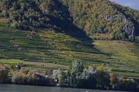 HerbstWachau (30)