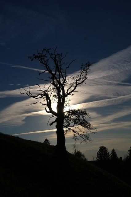 Baum in der Dämmerung  03