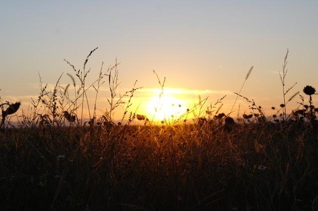 Die Sonne fällt in die Wiese  10