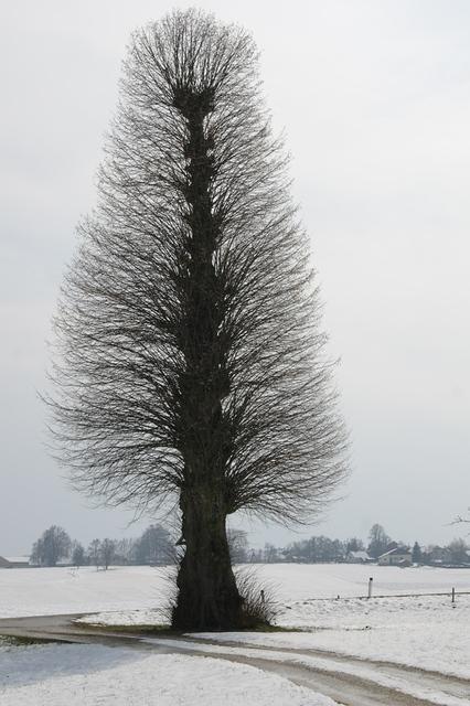 Kraftbaum in OÖ  19