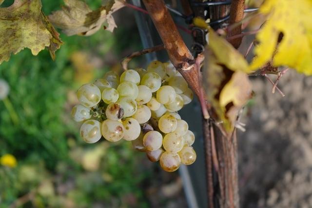 Rheinriesling in Wien  28