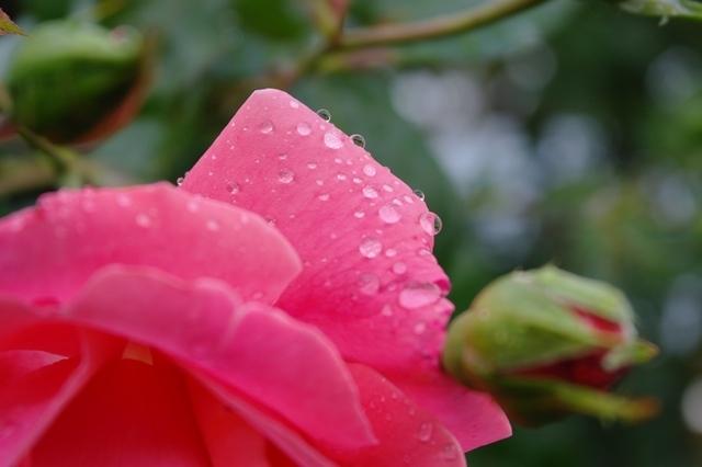 Rose im Morgentau  29