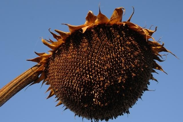 Sonnenblume vor der Ernte  32