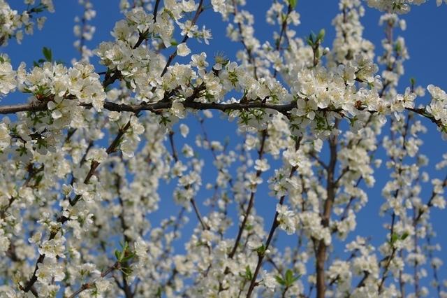 BluetenFruehjahr2014 (30)