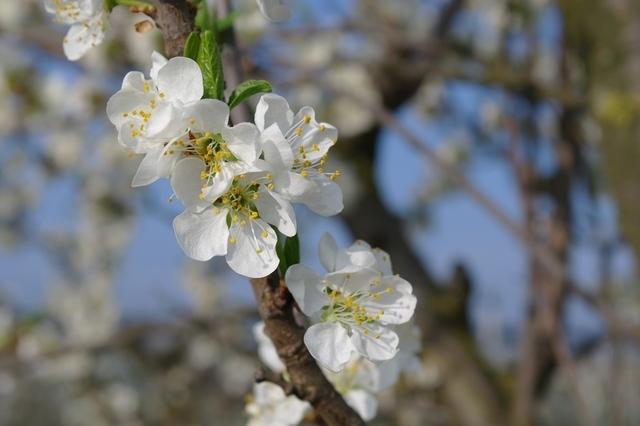 BluetenFruehjahr2014 (35)