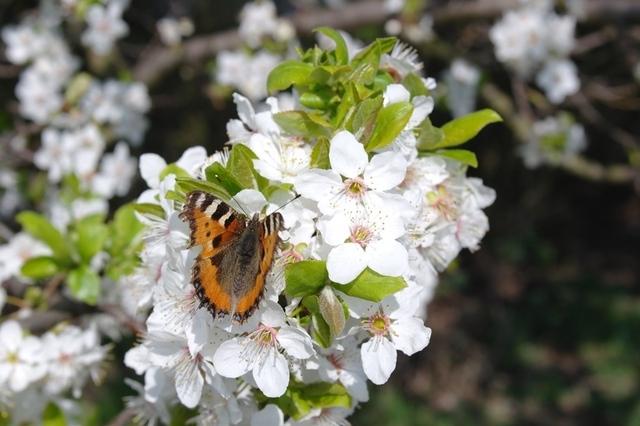 Fruehjahr 2014 (56)