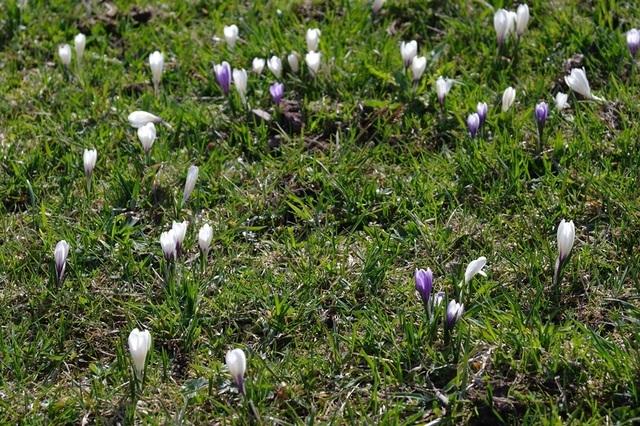 FruehlingTirol2014 (20)