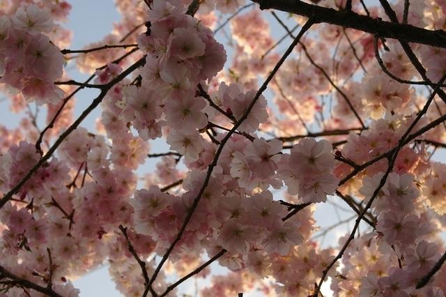 FruehlingTirol2014 (8)