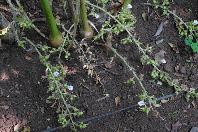 MunnarGewuerze012015032