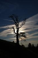 Baum in der Dämmerung  03