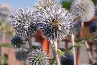 Distel mit Biene  08