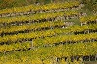 Herbst in der Wachau  18