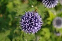 Kugeldistel in Vollblüte  22