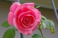 Rose im Vorgarten  33
