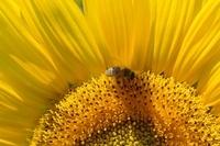Sonnenblume mit Biene  36