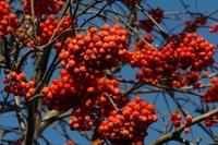 Vogelbeeren im Herbst  42