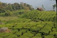 Munnar, Tee