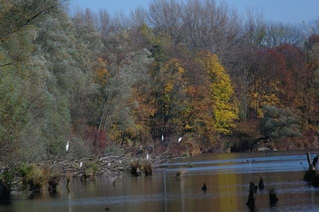 AuLandschaft (6) - Kopie