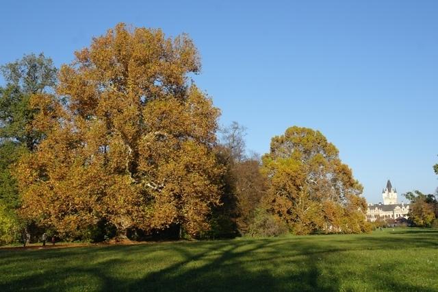 HerbstGrafenegg (12)