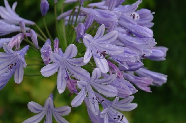 Blueten082013 (12)
