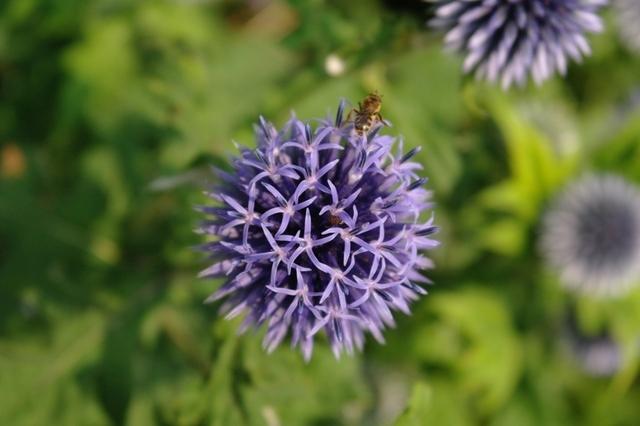 Blueten 072013 (64)
