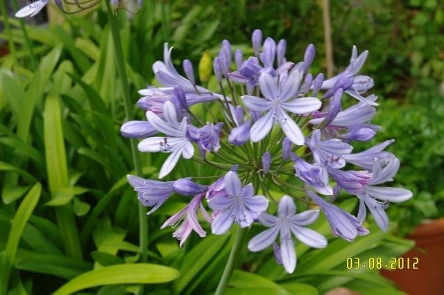 Blumen Terrasse (11)