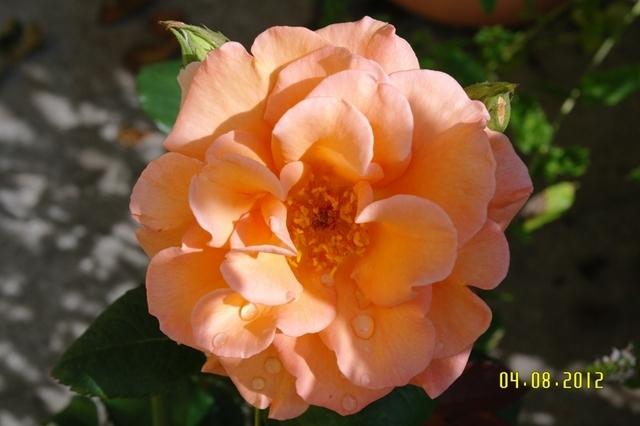 Blumen Terrasse (16)