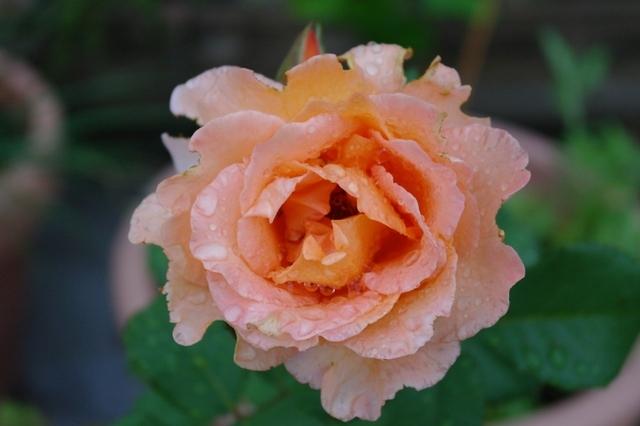 Rose Terrasse (1)
