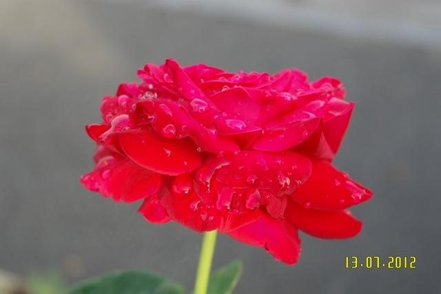 Rose Terrasse (1)