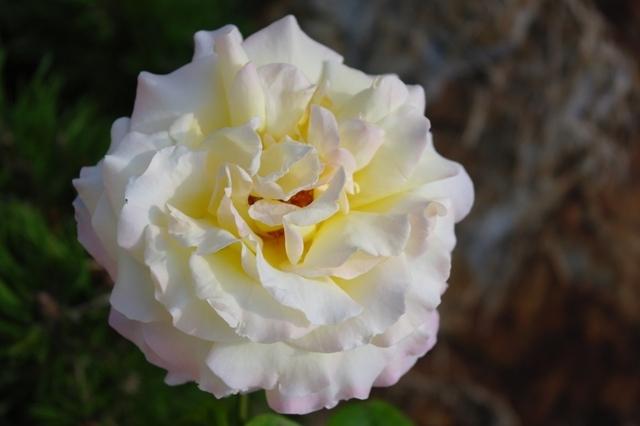 Rosen GW092013 (2)