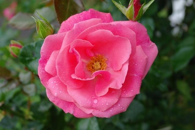 Rosen GW092013 (6)