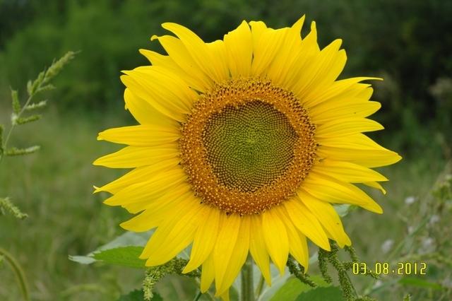 Sonnenblume Bei Wohnwagen (2)