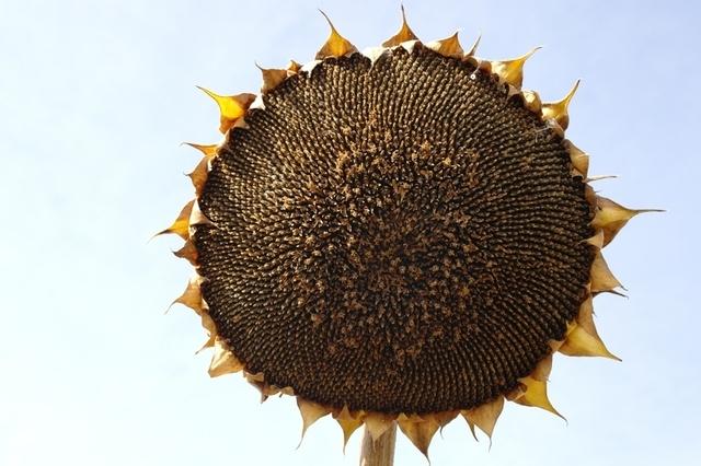 Sonnenblumen102013 (17)