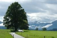 Baum Oberndorf092013 (2)