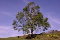 Baum Wilder Kaiser(25)