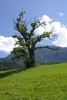 Tirol Baeume 072013 (7)