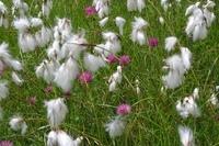 Blumenwiese Kitzbuehel (10)