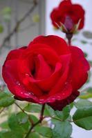 Rosen112013 (3)